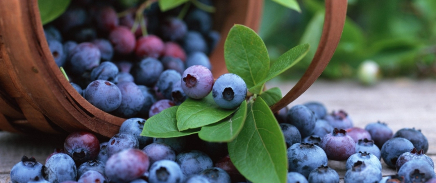 blueberry supplier