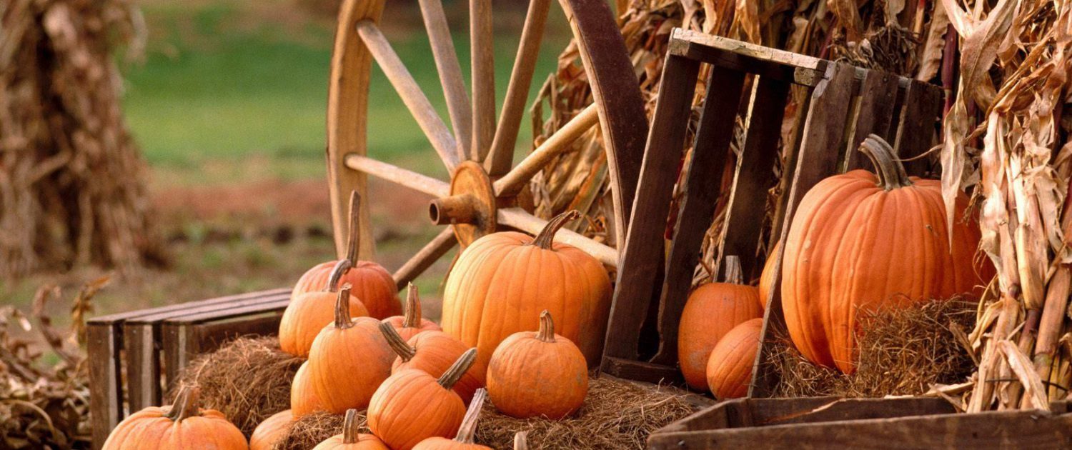 pumpkin suppliers