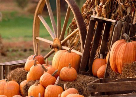 pumpkin suppliers