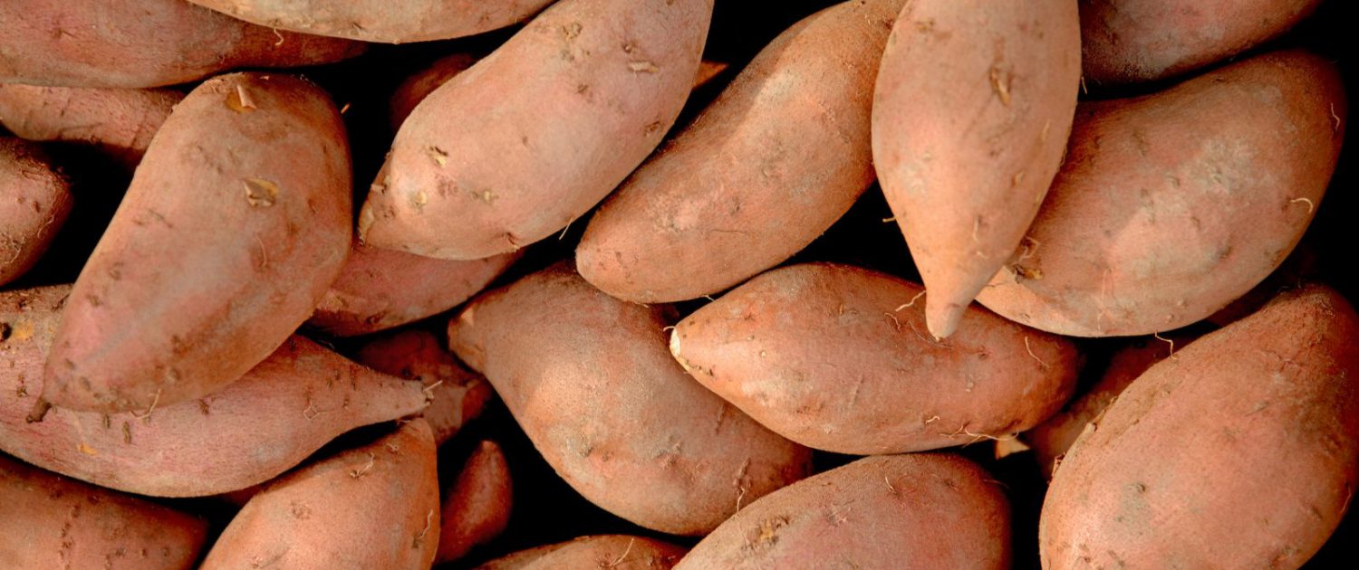 Sweet Potato suppliers for pet food ingredients